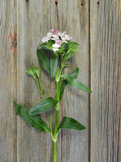 GYPSY BI-COLOR WHITE/PINK DIANTHUS